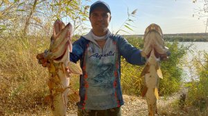 Осенний жор хищника. Блёсна косят крупных щук. Ошибки ловли на спиннинг