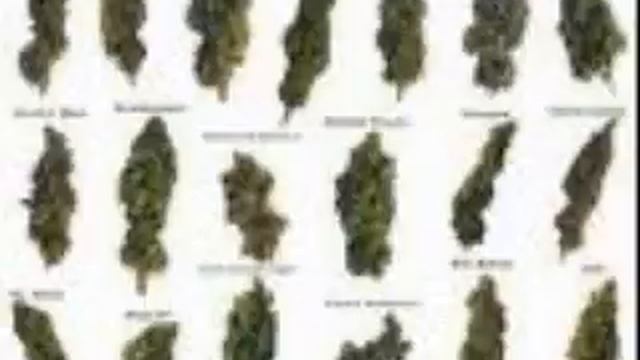 My Weed Videos.wmv смотреть онлайн