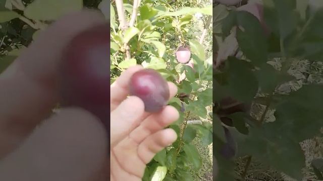 31.07.2024 слива колонновидная Империал