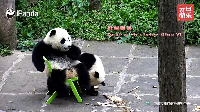 Every panda is a drama queen? смотреть онлайн