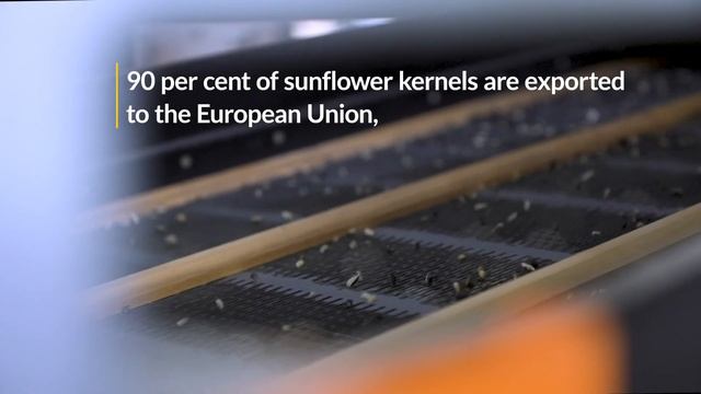 Boosting sunflower kernel production in Moldova смотреть онлайн