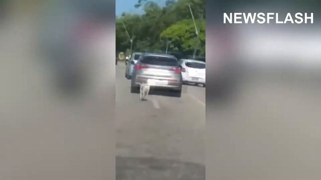 Dog Dumped On Road Begs Owners To Open Door смотреть онлайн