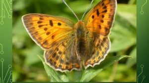 Презентация для детей по Доману. Бабочки