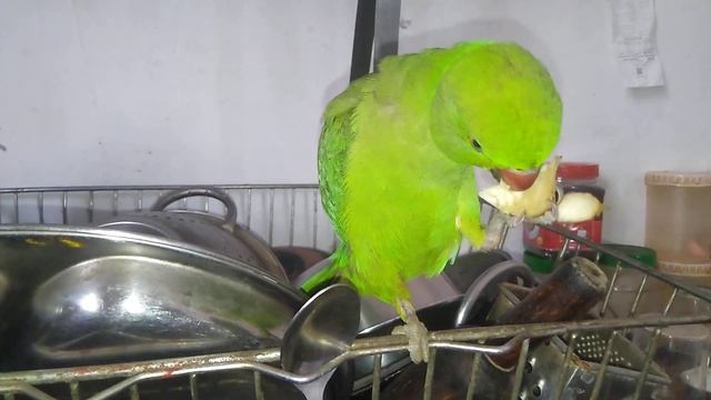 parrot eating apple 🍏 смотреть онлайн