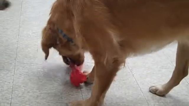 There's Only 1 Good Dog Toy.wmv смотреть онлайн
