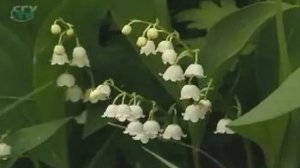 Простые соцветия (кисть, колос, сережка, початок, головка, корзина, зонтик, щиток)