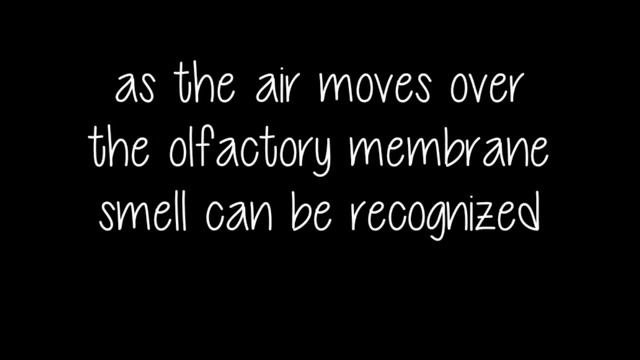 Why dogs see out from window смотреть онлайн