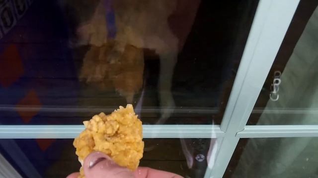 My dog tries to get chicken through window смотреть онлайн