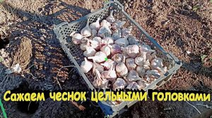 "Посадка чеснока цельными головками."#сад#огород#дача