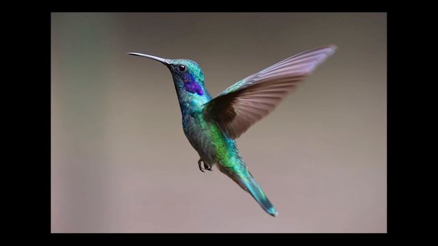 Birds In The Morning Tropical Bird Sounds | 1 Hour Of Sound Masking White Noise & Nature Sounds