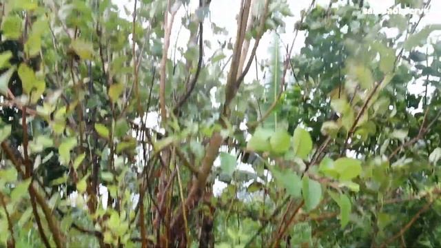 Is this Samoa's first red apple tree? смотреть онлайн