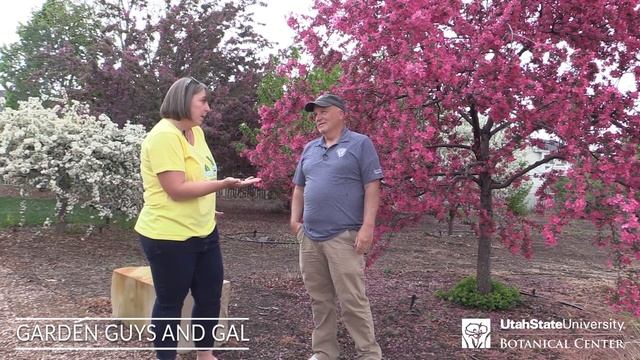 Why you should plant a crabapple смотреть онлайн