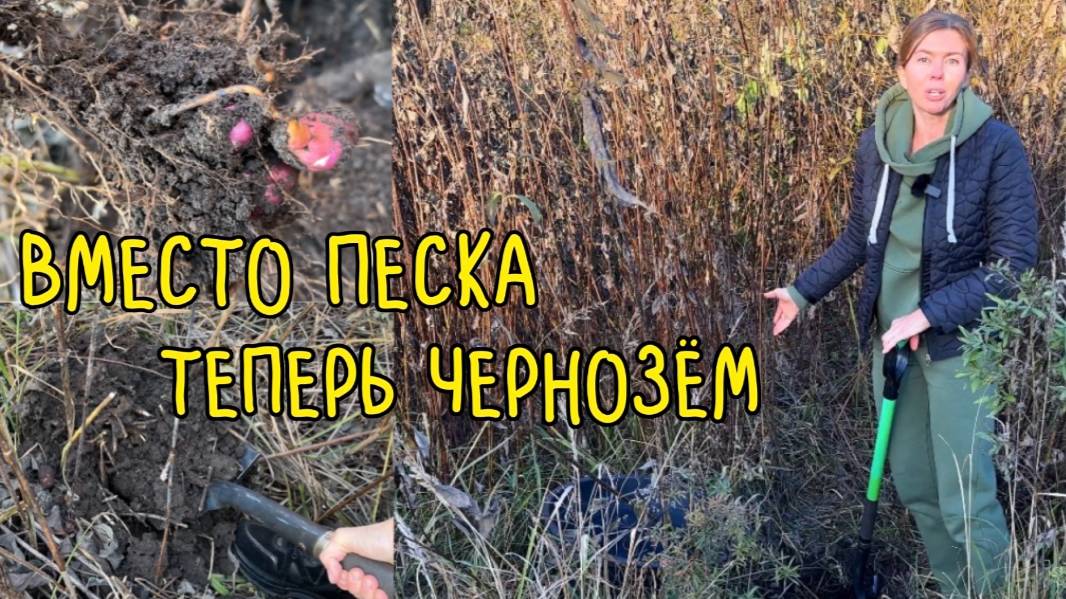 Я В ШОКЕ! ЭТО РАСТЕНИЕ ДЕЛАЕТ ИЗ ПЕСКА ЧЕРНОЗЁМ смотреть онлайн
