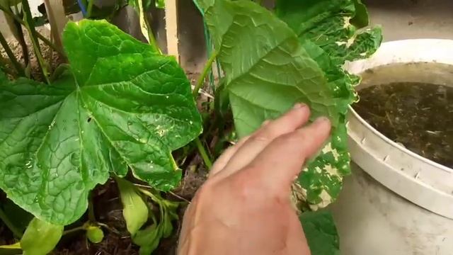 26 июня 2022 г.ОБЗОР САДА,ОГОРОДА ТЕПЛИЦЫ#дачасадогород #огород смотреть онлайн