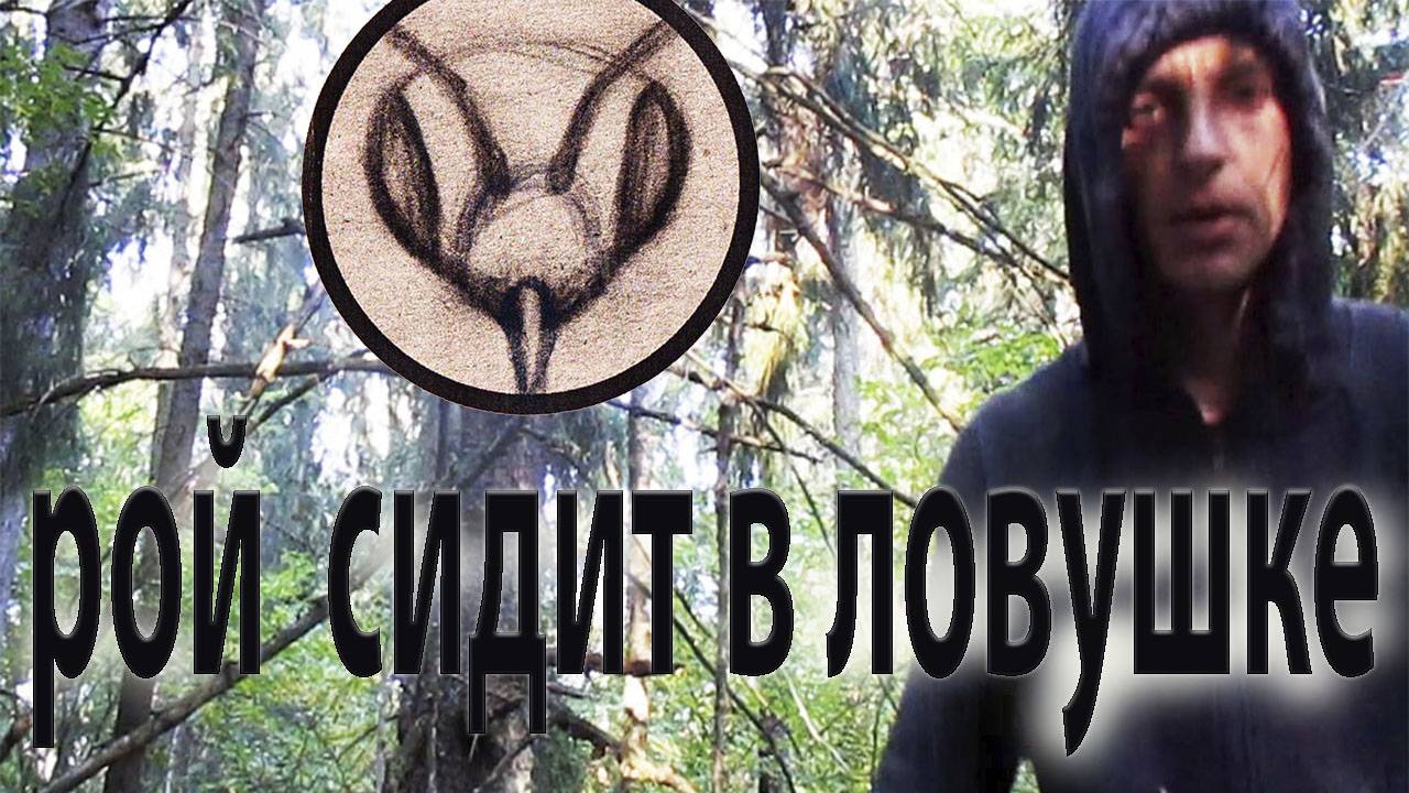 Поймал шестой рой в сезоне 2024. Картонные колоды работают. #24 видео сезона 2024 смотреть онлайн