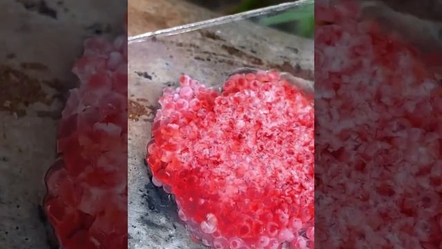 ASMR Crushed snail eggs | Apple snail Eggs ASMR 🐌14 смотреть онлайн