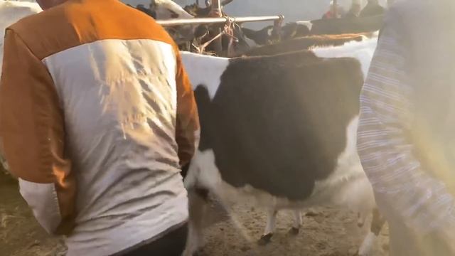 Туркестан Мал базар. Сиыр Бұқа Өгіз Қашар Бұзау 07.05.2023