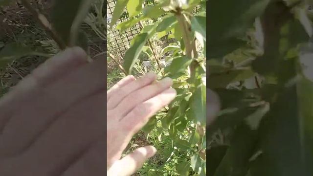 31.07.2024 груша Красивая