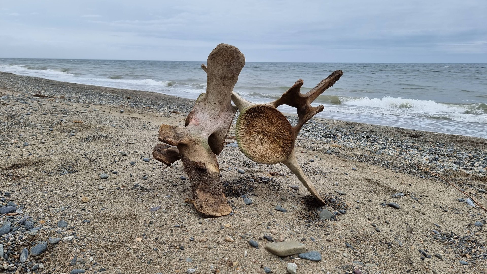 Чукотка, край китобоев. Экспедиция на парусной яхте на край земли. Часть 1 смотреть онлайн