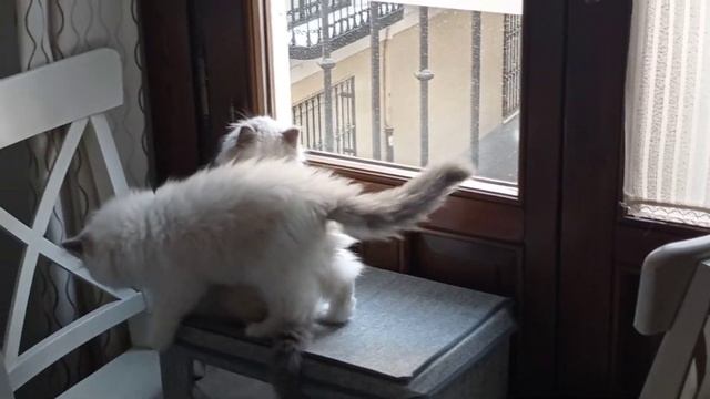 Tom and Jerry, ragdoll kittens, looking out the window for the first time смотреть онлайн
