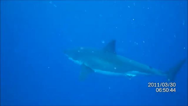 Cage diving with Great White Sharks in Port Lincoln South Australia смотреть онлайн