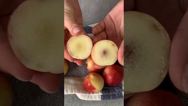 Нектарин мини Узбекистан смотреть онлайн