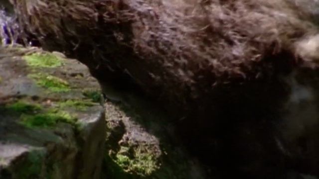 BBC. Твои весёлые друзья зверята 38 серия (документальный сериал, 2004-2009)