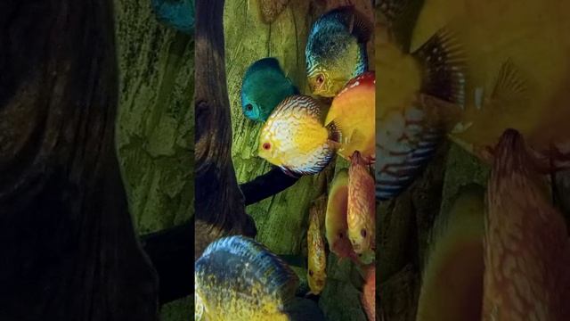 рыбки смотреть онлайн