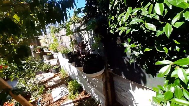 Grow a FOOD FOREST in SMALL SPACES | Urban city homestead by the beach in San Diego, California смотреть онлайн