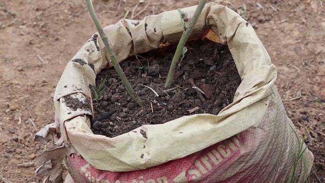 সারা বছর বস্তায় বেগুন চাষ করার পদ্ধতি | কিভাবে বস্তায় প্রচুর পরিমাণ বেগুন ধরাবেন | Growing Eggplant смотреть онлайн