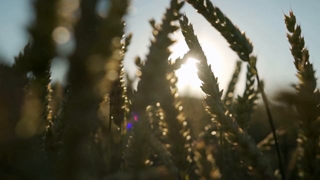 7 Composition Techniques For Incredible iPhone Photos смотреть онлайн