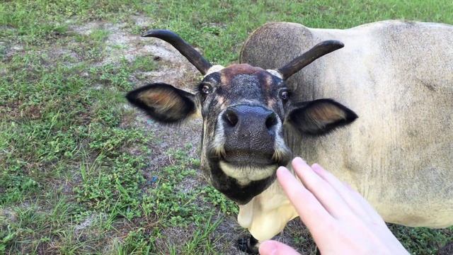 Zebu - iPhone 6s Plus Footage смотреть онлайн