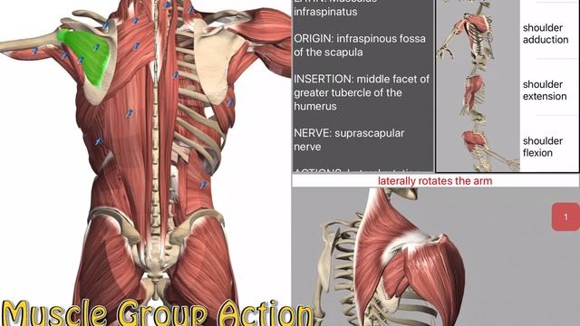 Visual Anatomy App iPad Demo смотреть онлайн