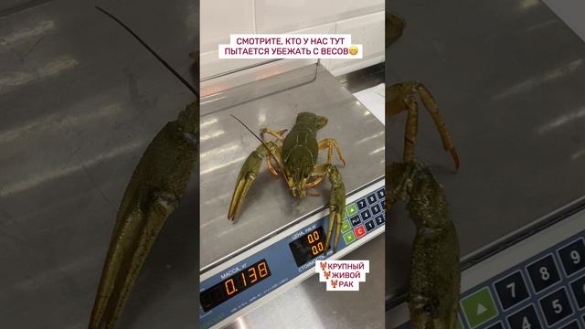 ЖИВЫЕ РАКИ!