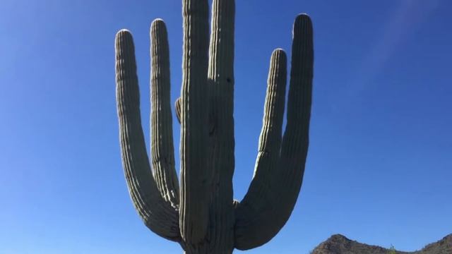 Arizona Home Watch LLC - Saguaro Cacti in Carefree Az смотреть онлайн