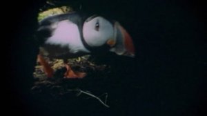 BBC. Твои весёлые друзья зверята 44 серия (документальный сериал, 2004-2009)