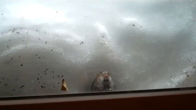 Mouse Peeking Into My Window смотреть онлайн