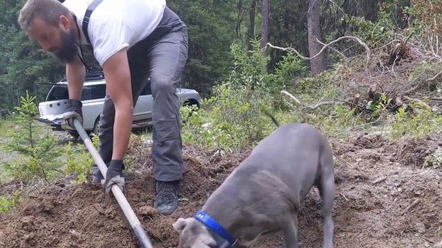 E05 - Bear Roars - Food Garden Grows - Two More Apple Trees Planted смотреть онлайн