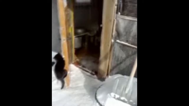 Кот Кузя открывает дверь (Kot Kuzya Opens A Door)