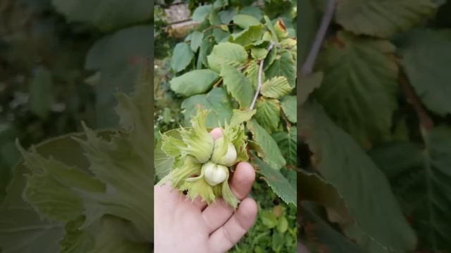 19.06.2024 фундук Трапезунд