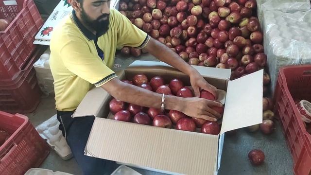 Himachal Apple Orchard || Apple Packing Grading || Shimla Apple Himachal Pradesh смотреть онлайн