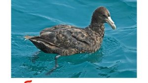 Презентация для детей по Доману. Птицы часть 1.