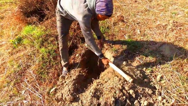 Winter maintenance of Apple trees || सर्दियों में बगीचे की देखभाल || Work From Mountains смотреть онлайн