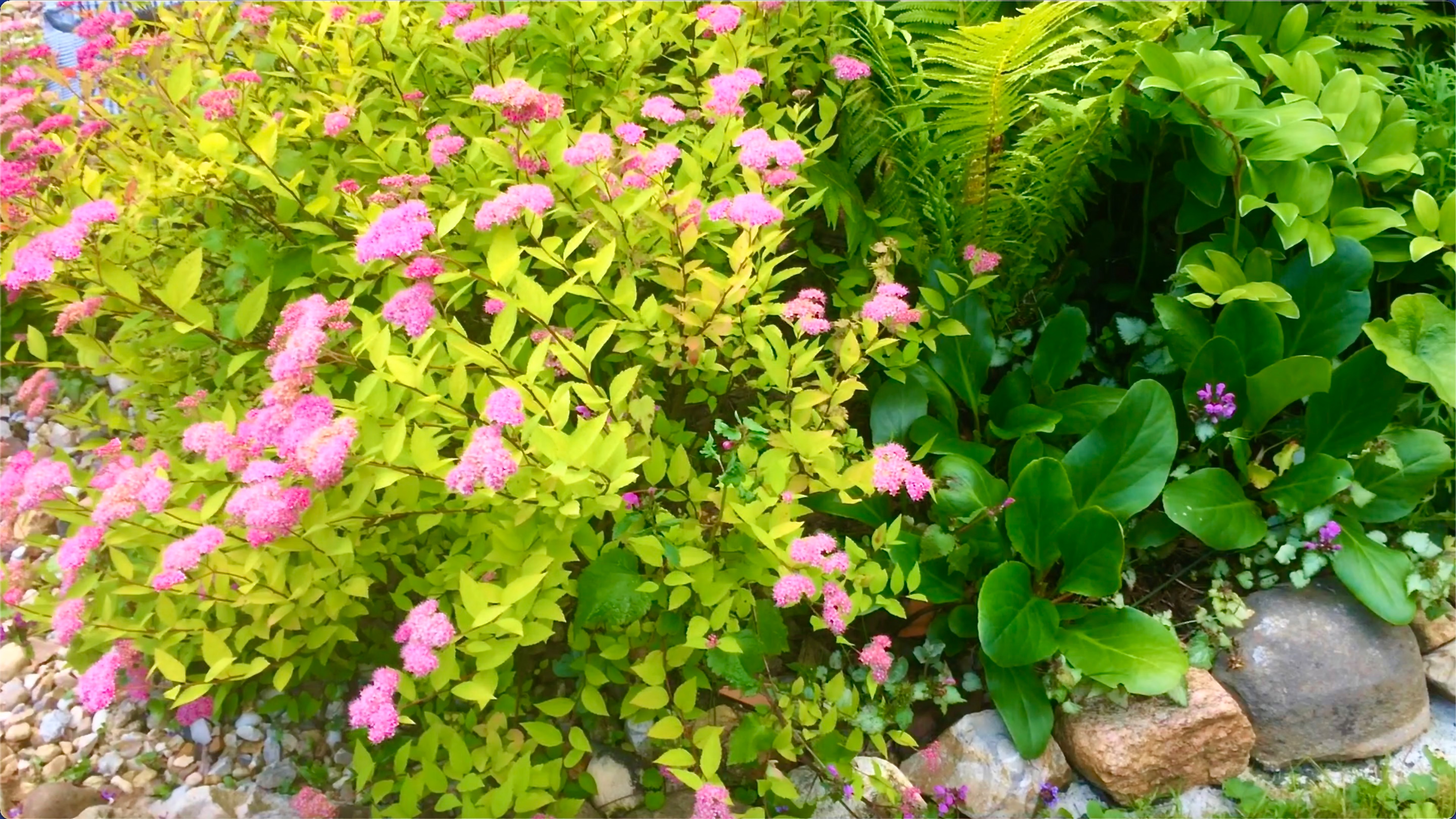 ОБЗОР РАСТЕНИЙ В МНОГОЛЕТНЕЙ КЛУМБЕ ПЕРЕД КРЫЛЬЦОМ. ИЮЛЬ. Видео из архива 2020г. смотреть онлайн