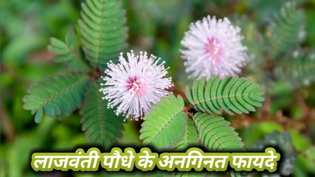 लाजवंती पौधे के हजारों फायदे || Lajwanti ke Fayde || Benefits of Sensitive Plant смотреть онлайн