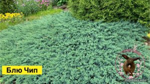 Блю Чип- любимый можжевельник