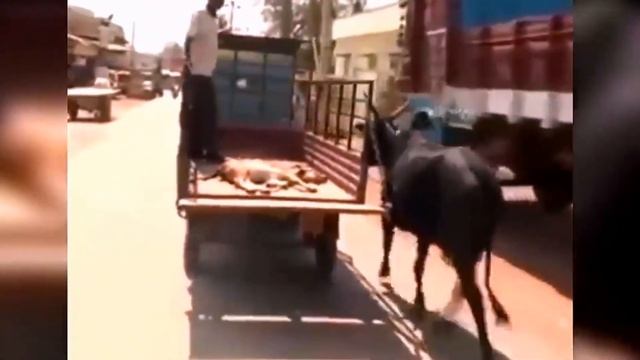 देखिए कैसी कैसी हरकते कर जाती है लड़किया।। Girl video caught on camera смотреть онлайн