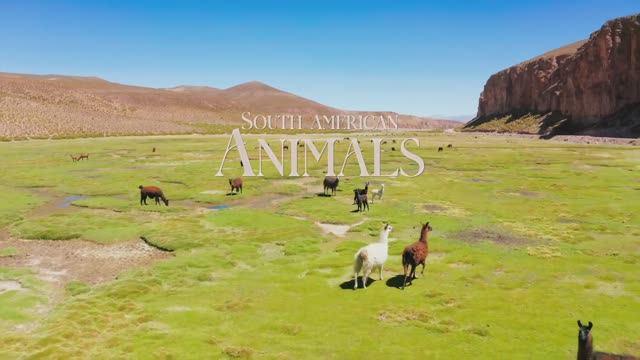 Animals of South America ｜ 4K Ultra HD 60fps - Wildlife Relaxation Film - Beautiful Relaxing Music смотреть онлайн