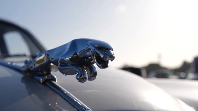 Jaguar Festival 2019 | Historique Jaguar