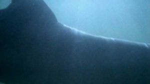 BBC. Твои весёлые друзья зверята 28 серия (документальный сериал, 2004-2009)